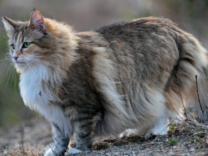 norveç orman kedisi