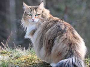 norveç orman kedisi