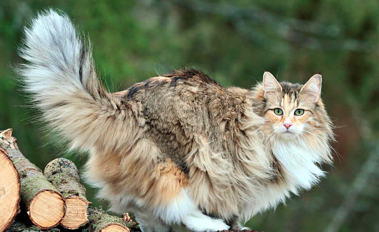 Norveç Orman Kedisi