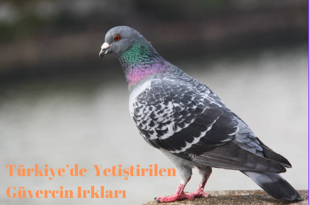Türkiyedeki güvercin ırkları