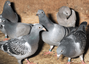 genç kuş hastalığı adeno