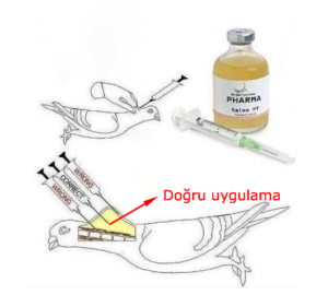 güvercine aşı nasıl vurulur