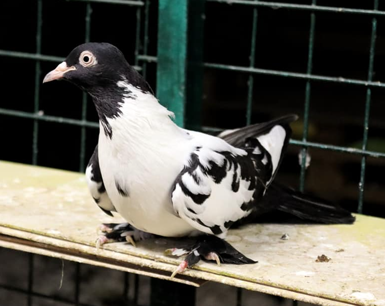 güvercin hastalıkları