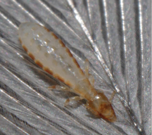 güvercin kanat biti