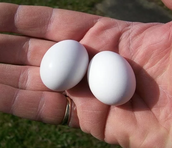 güvercin yumurtası