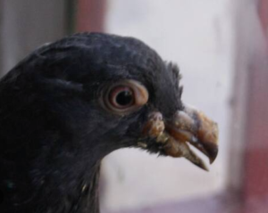 güvercinlerde çiçek hastalığı