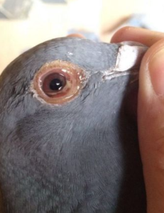 güvercinlerde göz nezlesi