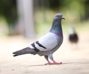 güvercinlerde hırıltı kıh-kıh