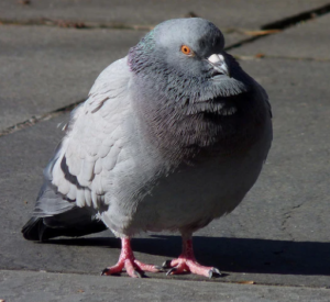 güvercinlerde parazit