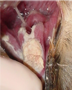 guvercinlerde trichomanas