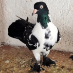 Karabozalı Kelebek Kuşlarında Performans Oyun Rehberi