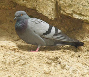 güvercinlerde kuruma hastalığı