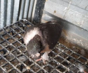 sallabaş hastalığı