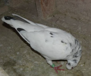 sallabaş hastalığı